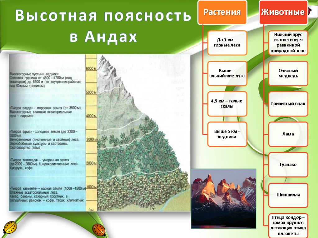 Высотная поясность в Андах